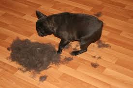 Yes, french bulldogs do shed. Top Ten Reasons Not To Buy A French Bulldog French Bulldog Z French Bulldog Breeders French Bulldog Shedding Funny Cats And Dogs