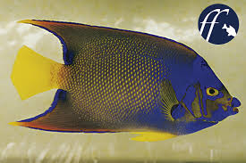 Like most angelfish, the rock beauty is very territorial, rarely venturing more than a few feet from their protective shelter. A Mysterious New Marine Angelfish Aqualog De