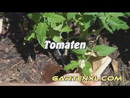 In vielen haushalten findet man daher eine traditionelle kaffeemaschine, wobei kaffeesatz das überbleibsel ist. Kaffeesatz Als Tomatendunger Gemusedunger Im Garten Kaffeesatz Duger Fur Tomaten Gemuse Blumen Youtube
