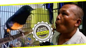 Gratis eurasia murai, burung, pesawat, blue jay, jpeg jaringan grafis, jay, sayap, biru kobalt, murai Suara Burung Siulan Maut Bikin Murai Batu Ekor Hitam Jadi Gacor Youtube