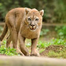 Apr 11, 2019 · tiere; Tierlexikon Puma Geolino