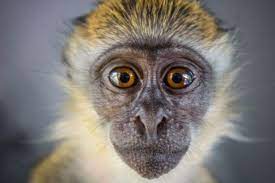 Monkeypox is a member of the orthopoxvirus genus in the family poxviridae. Monkeypox Patient In Cornwall Rushed To Hospital In First Ever Uk Case Plymouth Live