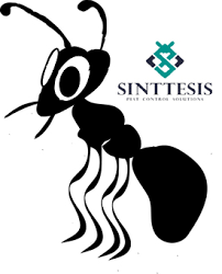 Gambar semut keren, gambar semut hitam keren, gambar semut merah kartun, gambar semut png, gambar gambar cool semut bermain bola 5gambar tiba2jam6petang sumber : Berhati Hati Terhadap Semut Hitam Sinttesis