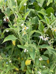Image result for Solanum chenopodioides