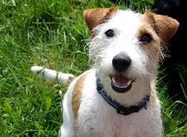 Jack Russell Terrier Black And Brown And White Tan And White Jack Russell Long Haired Google Search Jack Russell Terriers Jack Russell Dogs Parson Jack Russell Russell Terrier