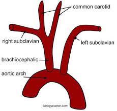 Pin On Asr Basic Anatomy Physiology