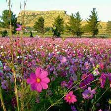 Cosmos Wild Flowers Easter Freestate Cosmos Flowers Flower Landscape Field Wallpaper