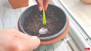 Eğer bebek aloe veralar çok. Aloe Vera Yapraktan Nasil Ekilir Evde Nasil Yetistirilir Uretilir Cogaltilir Aloe Vera Nin Cilde Faydalari Ve Gunluk Kullanim Aloe Bitki Dogal Cilt Bakimi