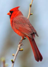 Learn more amazing northern cardinal bird facts! Noisy Showy Cardinals Reproducing More Thanks To Your Birdseed Cbc News