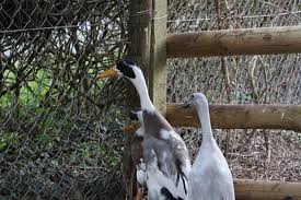 The duck community is different from anything the financial world has seen our ducks are quick to multiply. Ras Farm Ralph Allen School