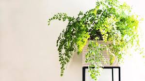 Fern species don't produce flowers, so they reproduce by making spores that are functionally analogous to seeds on flowering plants. How To Grow And Care For Maidenhair Ferns Bunnings Australia