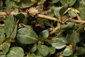 Image result for Alternanthera caracasana