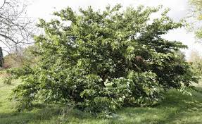 Plan to replace trees every eight to 10 years if you. Planting And Caring For Mulberry Trees Mygarden Com