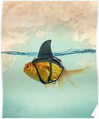 Brilient Disguise Goldfish With A Shark Fin Poster By Vin Zzep Motivational Quotes Words Told You So