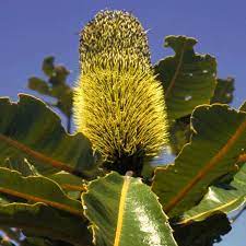 Banksia Robur Flower Essence