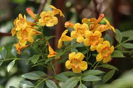 Image result for Tecoma stans