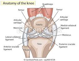 Ligament anatomy of knee joint. Anatomy Structure Knee Joint Vector Anatomy Knee Joint Cross Section Showing The Major Parts Which Made The Knee Joint For Canstock