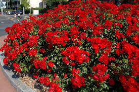 Rosier La Sevillana Meigekanu Rosier Jardinerie Truffaut Rosier Buisson
