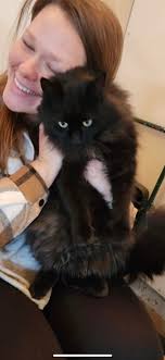 Lost black female cat in Batavia, IL?