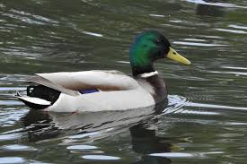 Parc De Tigery Gaiagoguide Com Canard Colvert Faune Et Flore Canard