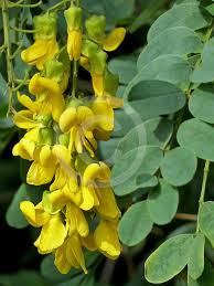 Image result for Calpurnia aurea