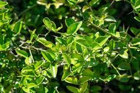 Image result for Carissa bispinosa