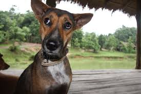 In the same manner, these pesticides can be harmful to pets as well. Flea Control Safe Solutions Peta