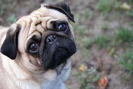 Cute Pug Pics | Gallery of Photos of Pugs & Puppies