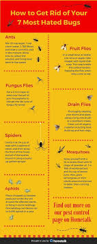 Easy Diy Remedies For Your 7 Most Hated Bugs Garden Pests