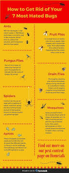 easy diy remedies for your 7 most hated bugs garden pests