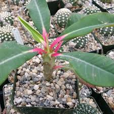 Image result for Usteria guineensis