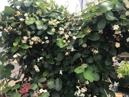 Climbing Frangipani Frangipanis Of Noosa Facebook