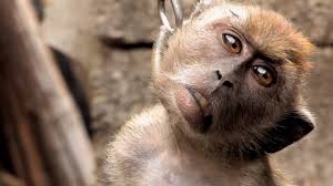 Des lapins envahissent une résidence. Don T Feed The Baby Monkey Pet Trade Am360view