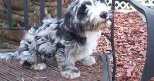 Designer Hybrid Doxiepoo Puppies-9wks Old Cute Dog Mixes Doxiepoo Puppies