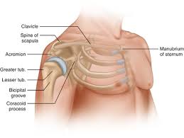 The shoulders are an important part of our body. Shoulder Pain Springerlink