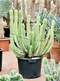 Image result for Euphorbia fortissima