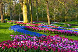 Searching for flowers and (tulip or rose) finds everything which contains the word flowers together with tulip and flowers together with rose. Sea Of Flowers Designincredible
