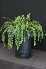 Image result for Nephrolepis