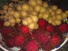 The tree that longan fruit grows on is a member of the soapberry (sapindaceae) plant family, which includes other fruits like lychee, rambutan, guarana , korlan, pitomba, genip and ackee. 36 Longan Ideas Longan Longan Fruit Fruit
