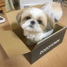 Maybe you would like to learn more about one of these? Shih Tzu Puppy For Sale Home Facebook