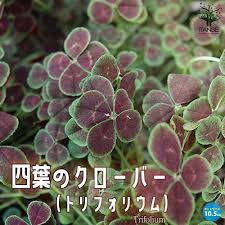 【楽天市場】ジャンルトップ一覧 | インターネット通販・オンラインショッピング