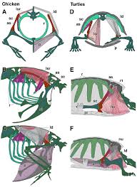 Here we explain the major muscles of the human body. The Secret Of The Turtle Shell Riken