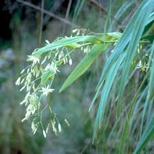 Image result for Phormiaceae