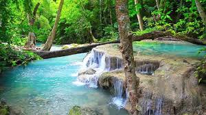 Relaxing Piano And Flute Music Instrumental 2018 Jungle Sounds Nature Sounds Beautiful Nature
