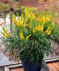 The fancy, evergreen foliage of coral bells is a lovely addition to winter containers. 14 Great Fall Flowers For Containers Fall Flowers For Pots Balcony Garden Web