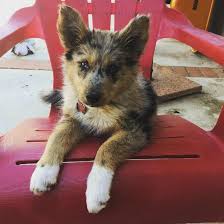 See more of husky mix puppies on facebook. 24 Dog Breeds Mixed With Husky Barkpost