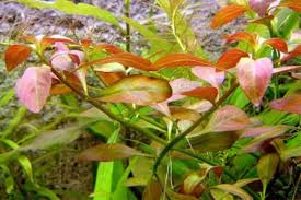 Image result for Ludwigia