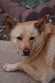 Loss of a Beloved Pet, Alex Heilman, and Receiving Condolences