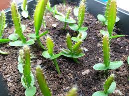 Why Does My Baby Dragon Fruit Have 4 Fingers Unlike All His Bros Whos Only Got One Seeds Are From A Single Fruit Cactus