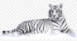 Standing tiger transparent background png resolution: White Tiger White Tiger Transparent Background Clipart 181851 Pikpng